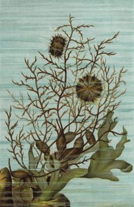 Climbing Sea Urchin